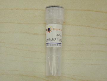 生物素标记EMSA探针－C/EBP (0.2μM)